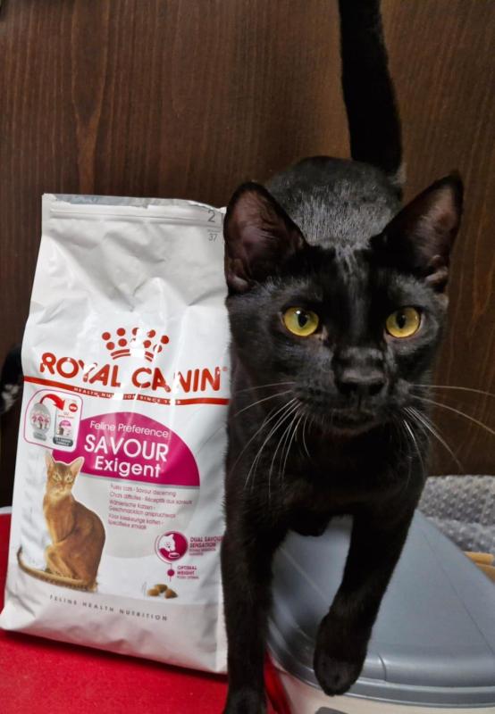 Bagheera