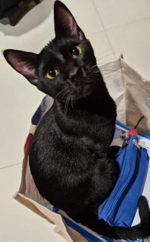 Bagheera
