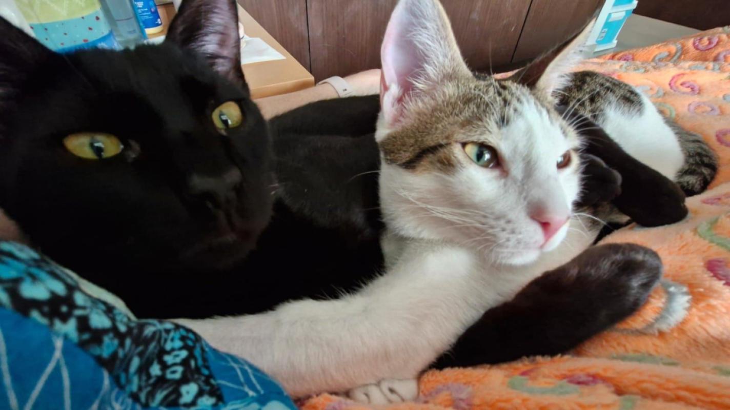 Bagheera