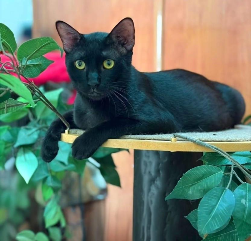 Panther