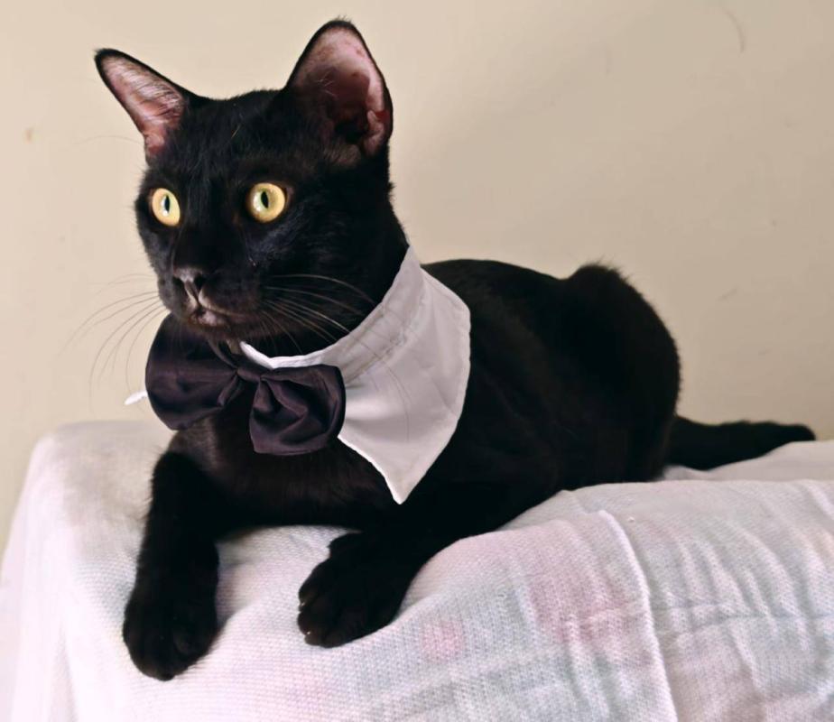 Panther