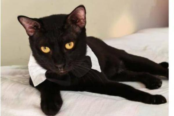 Panther