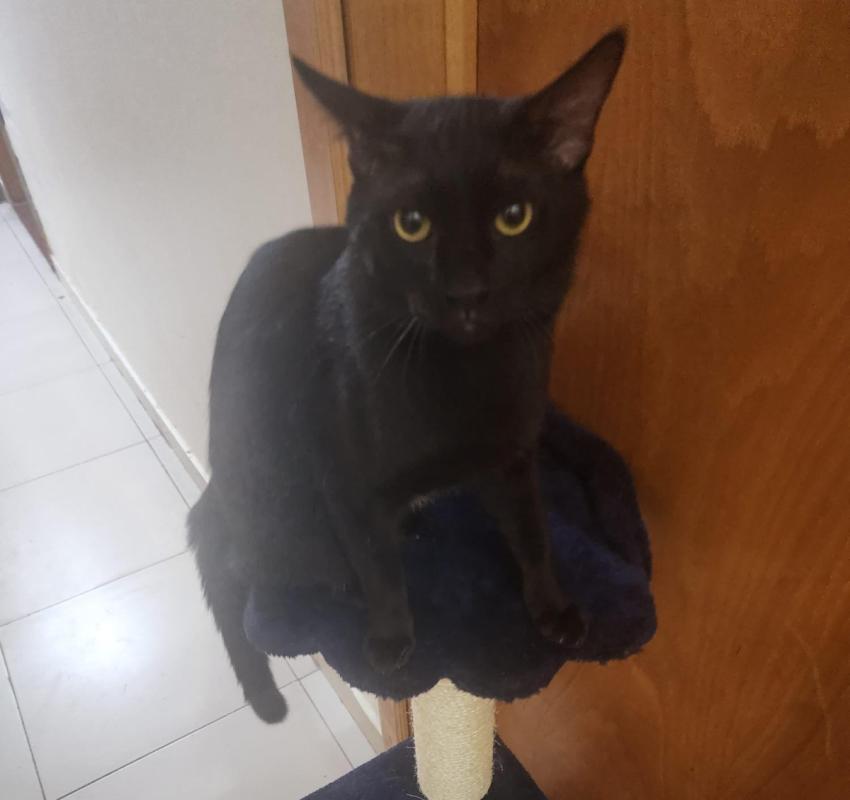 Panther