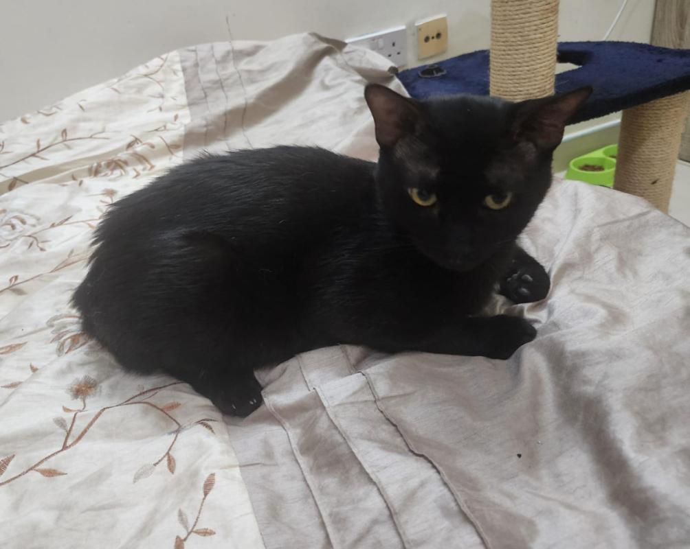 Panther