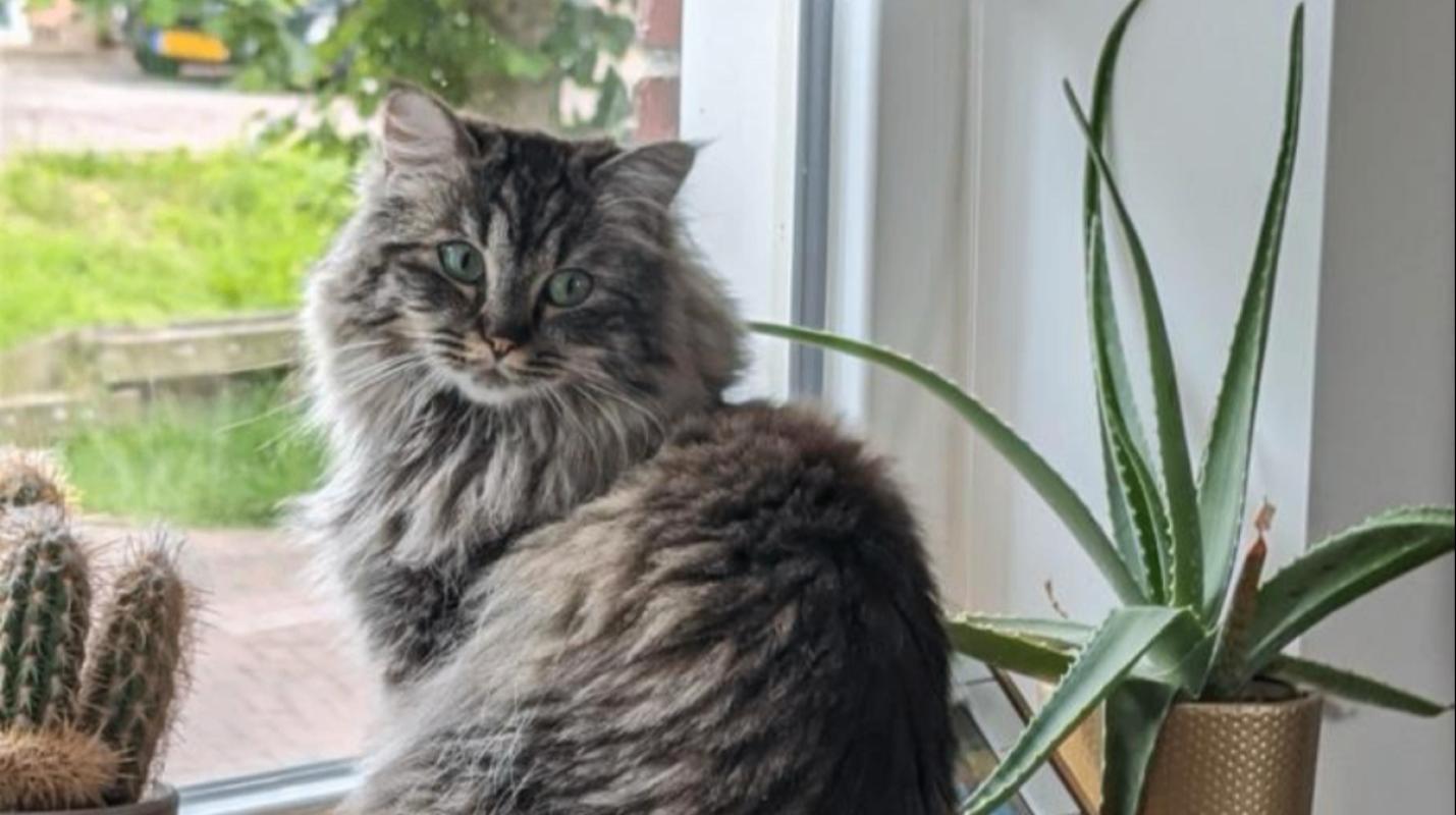 Bella
