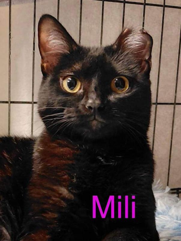 Mili