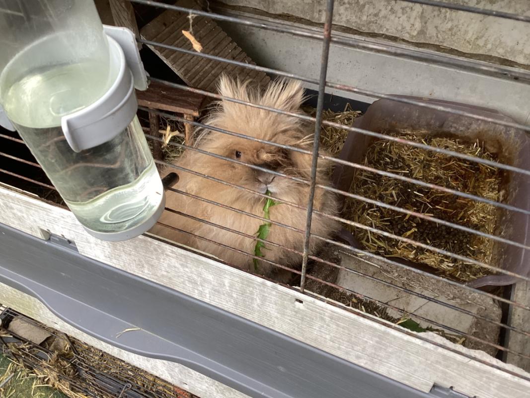 Pluisje