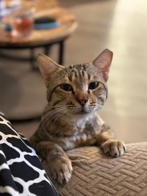 Tommie