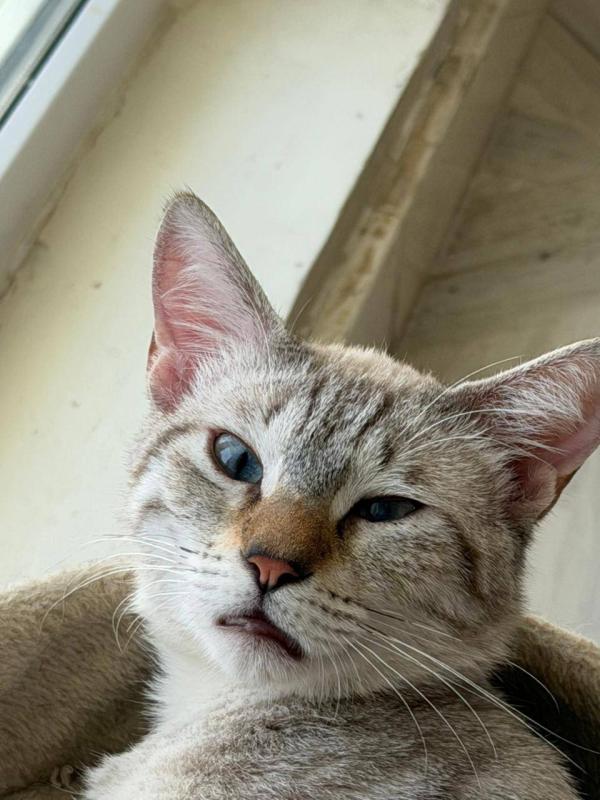 Milo