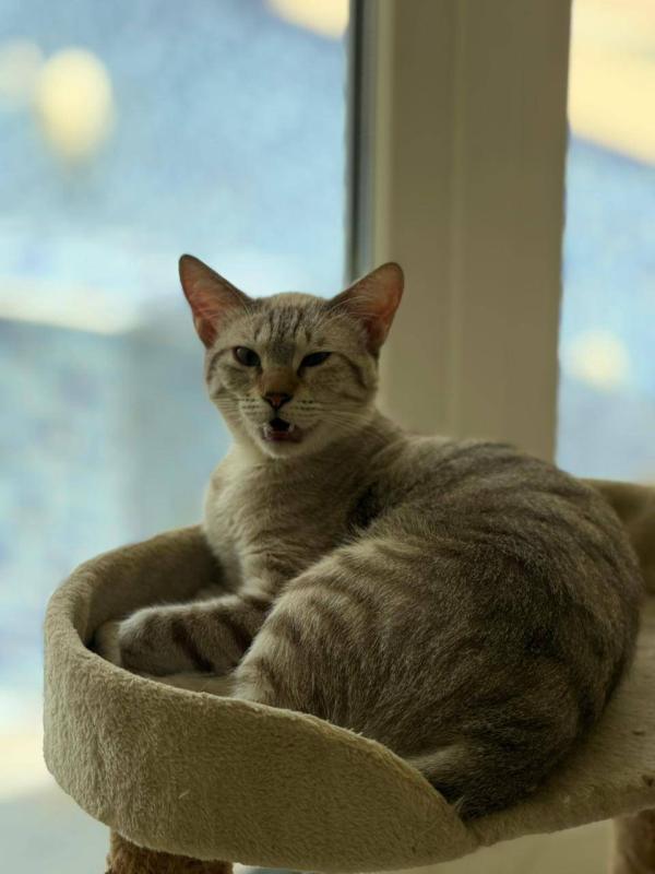 Milo