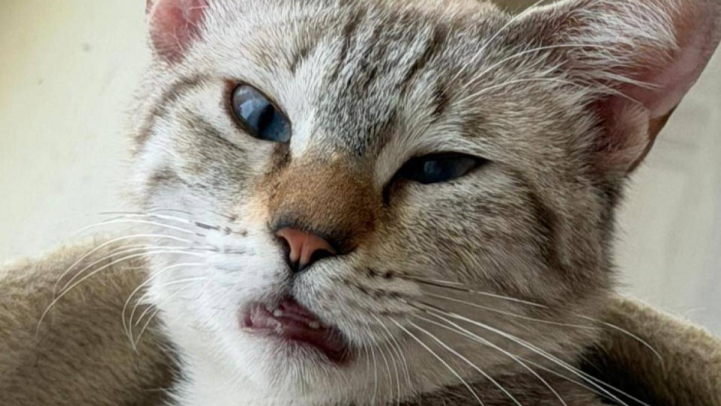 Milo