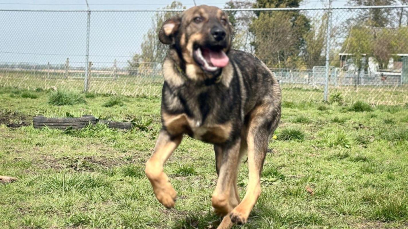 Diesel