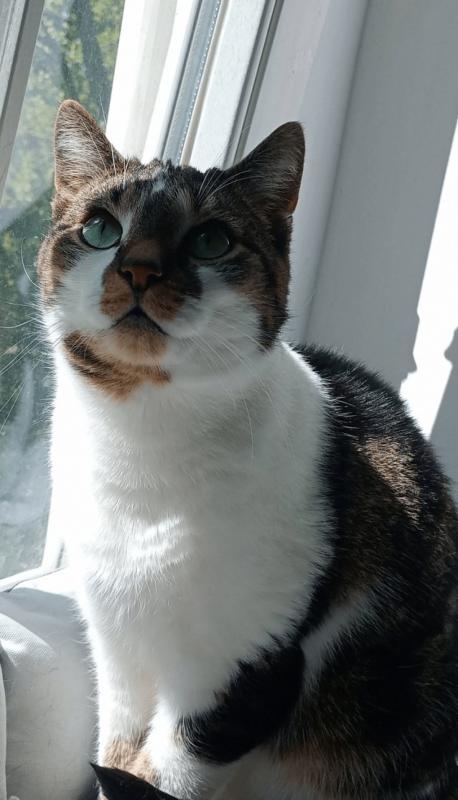 Tijger