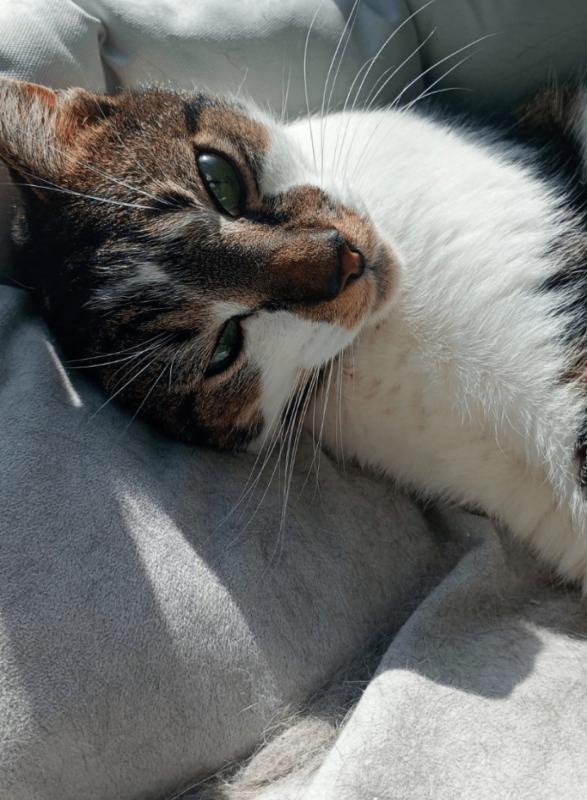 Tijger