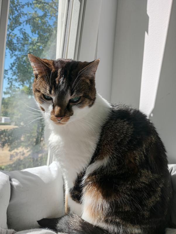 Tijger