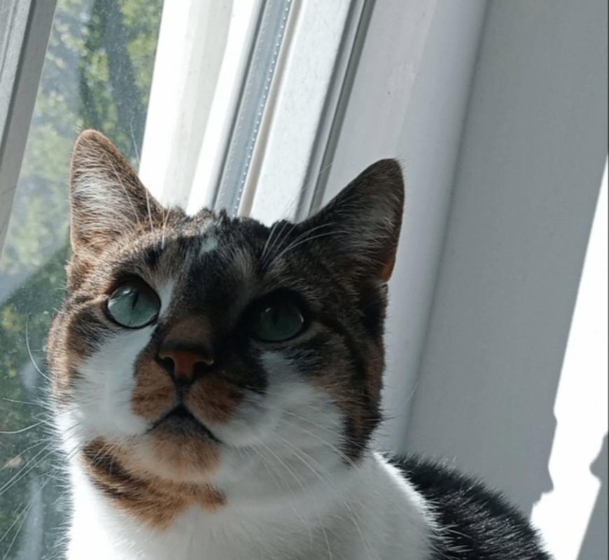 Tijger