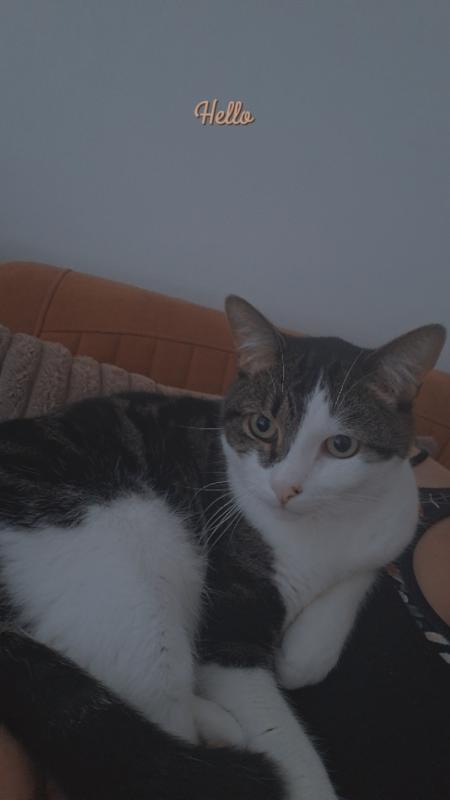 Tobias
