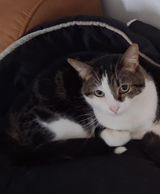 Tobias