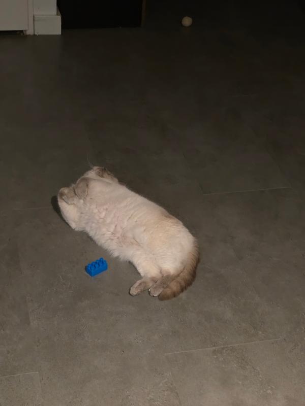 Boncuk