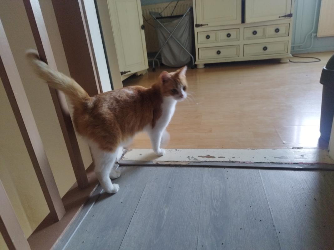 Scout