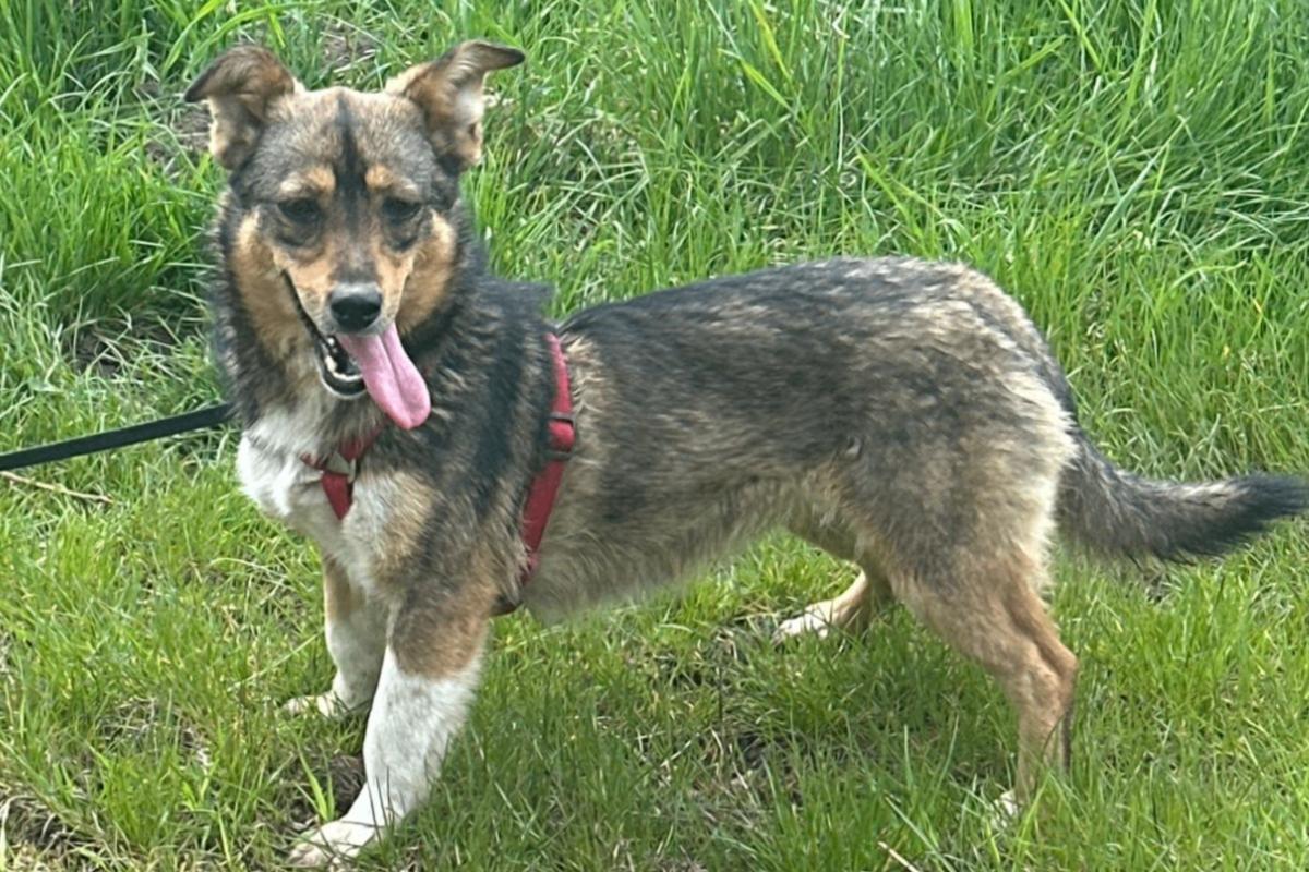 Maxi