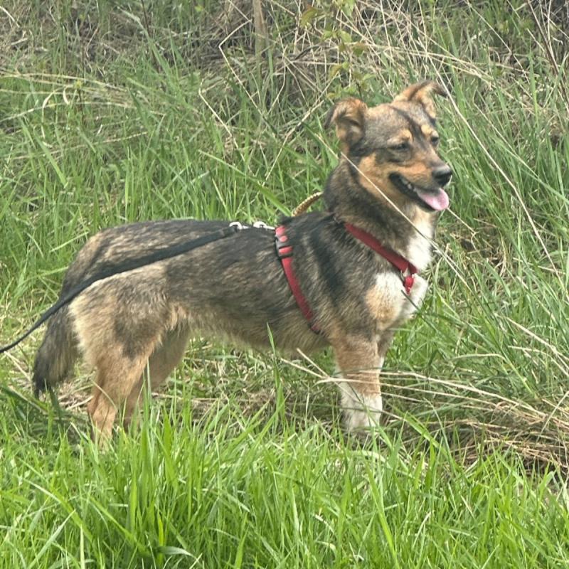 Maxi