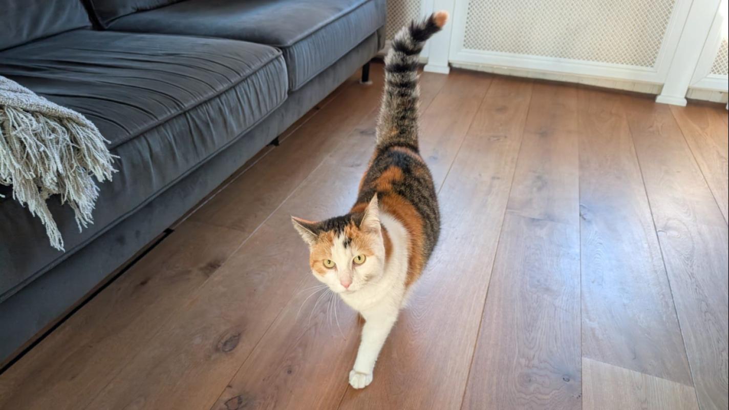 Guusje