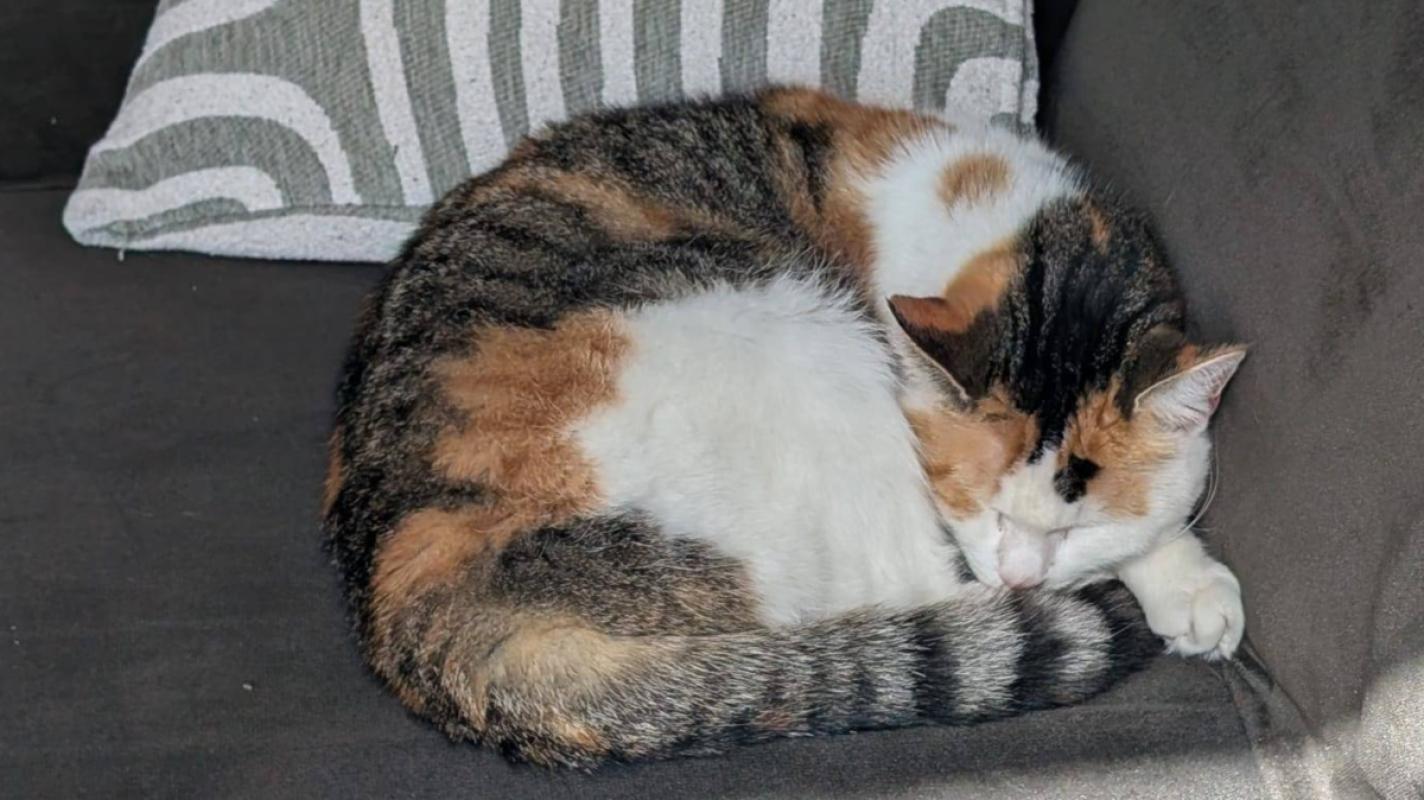 Guusje