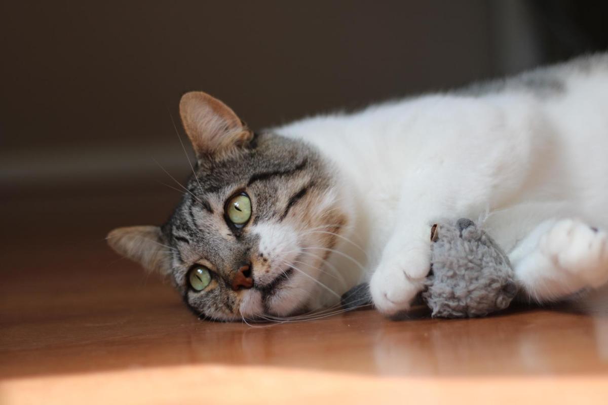 Gizmo