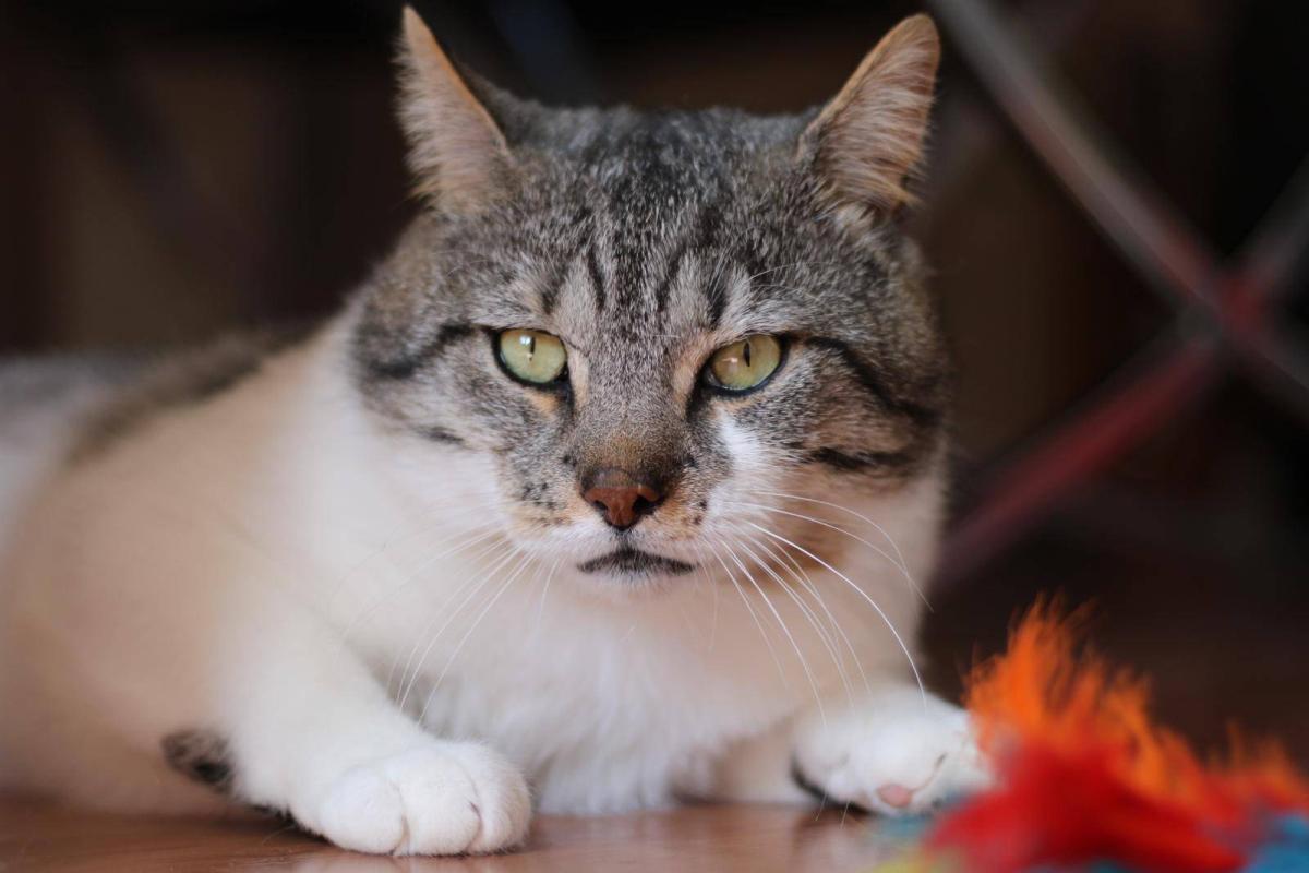Gizmo