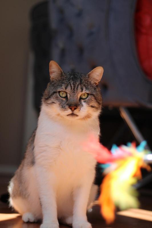 Gizmo