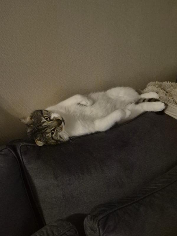 Gizmo