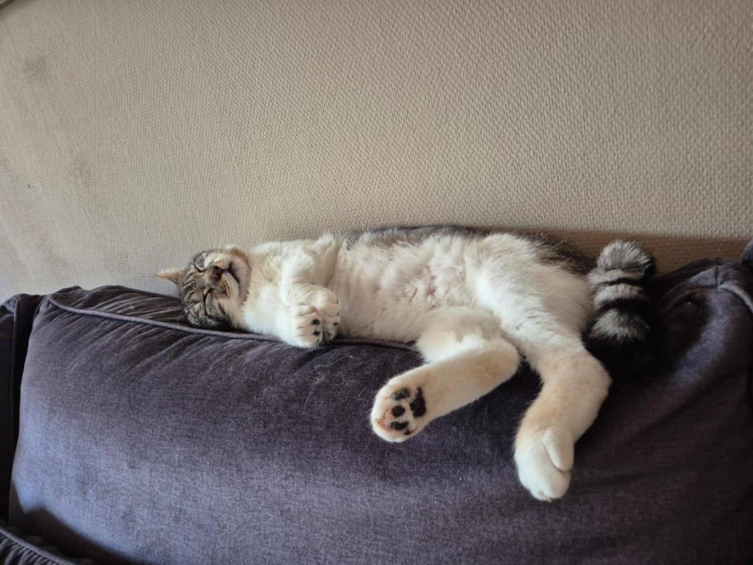 Gizmo