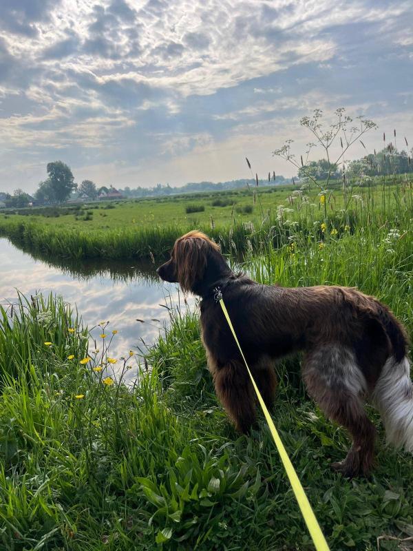 Roef