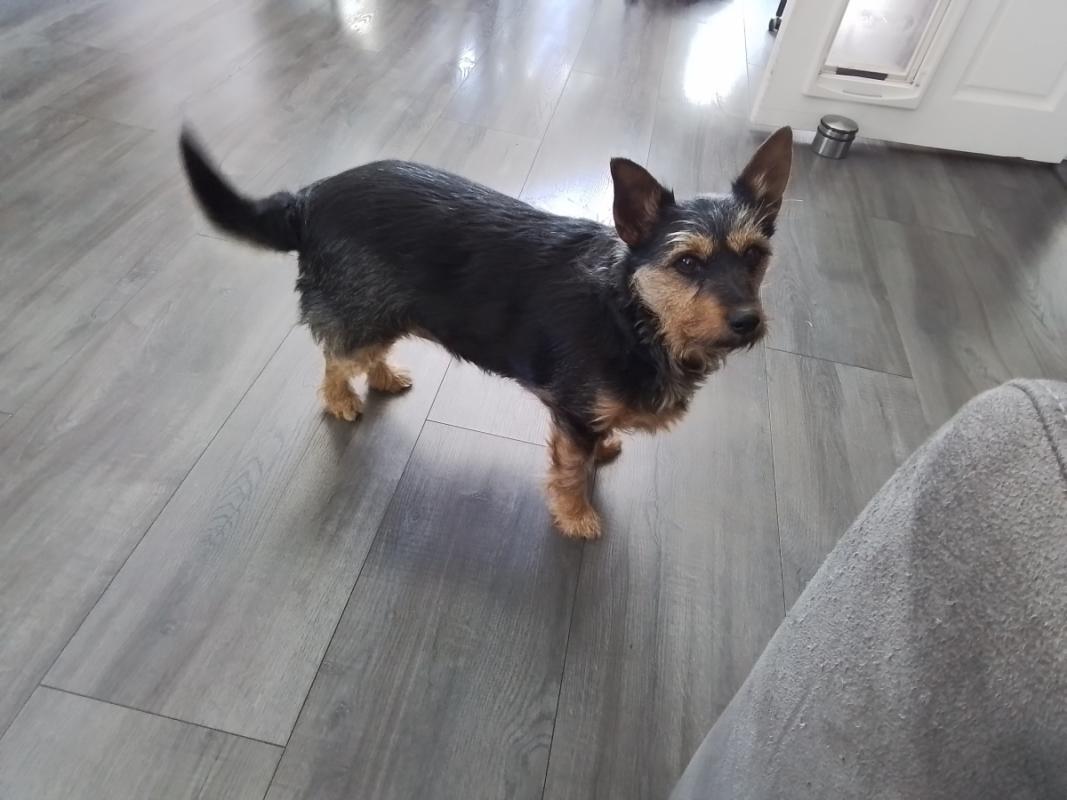 Tuffy