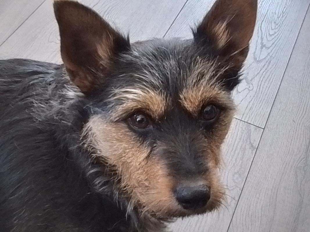 Tuffy