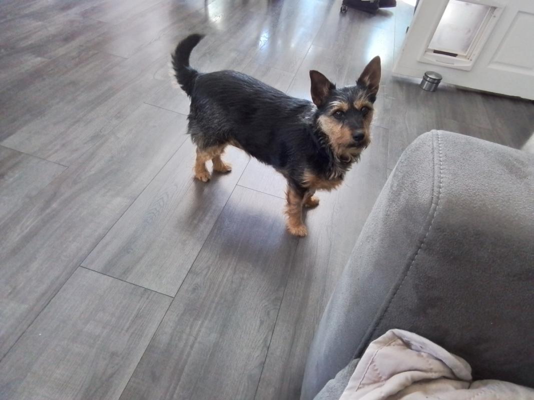 Tuffy