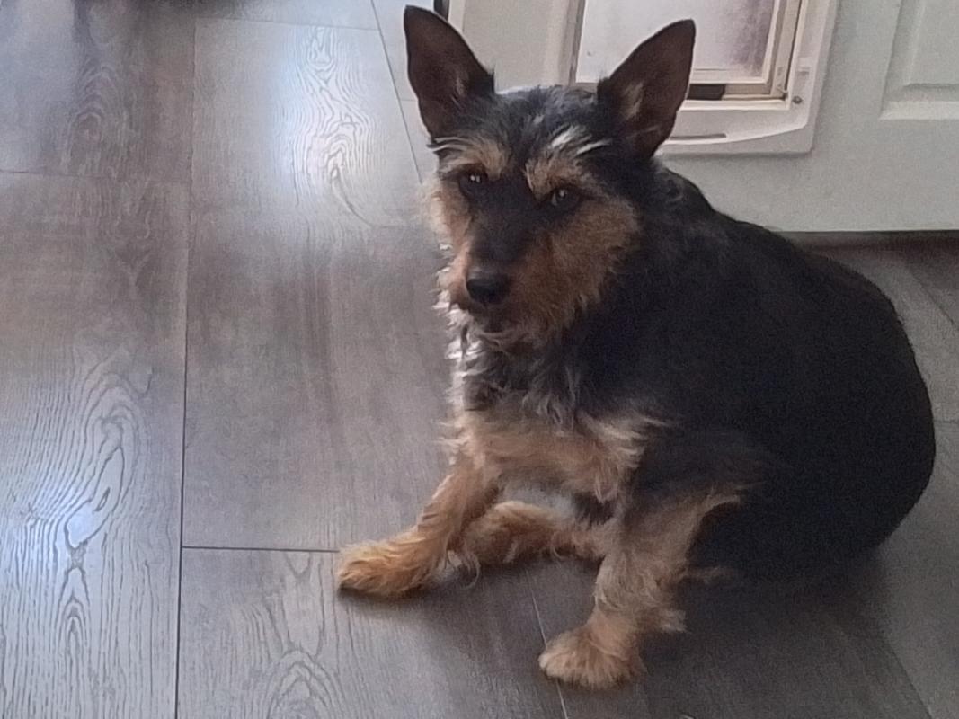 Tuffy