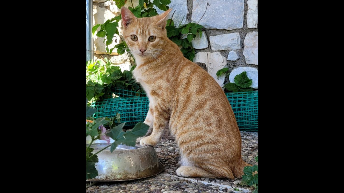 Athene