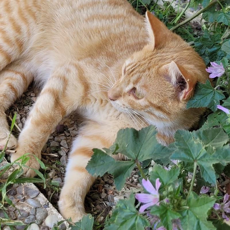 Simba