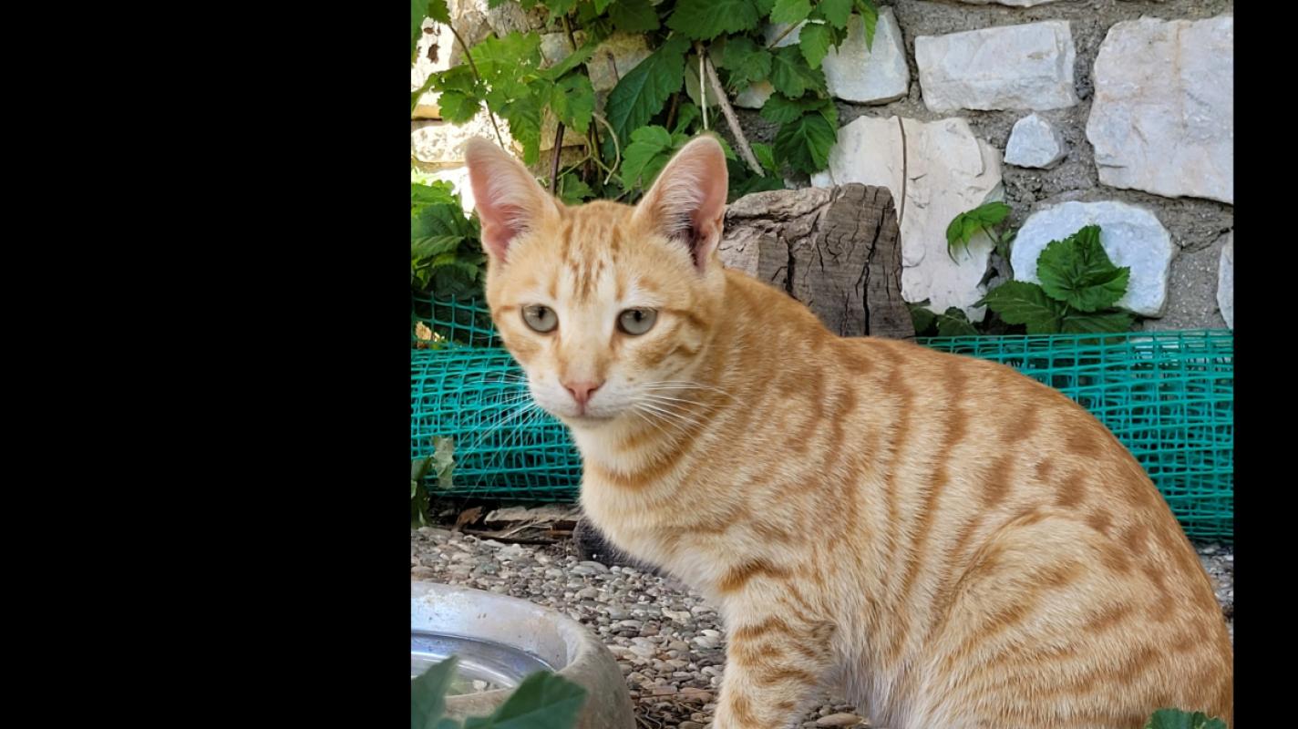 Simba