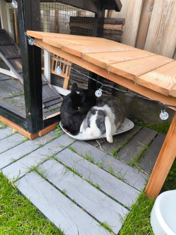 Pua
