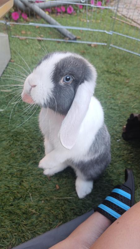 Pua
