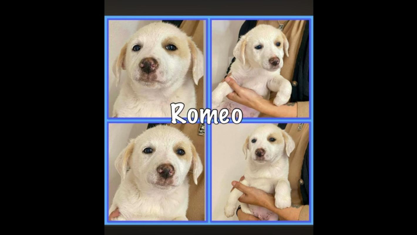 Romeo