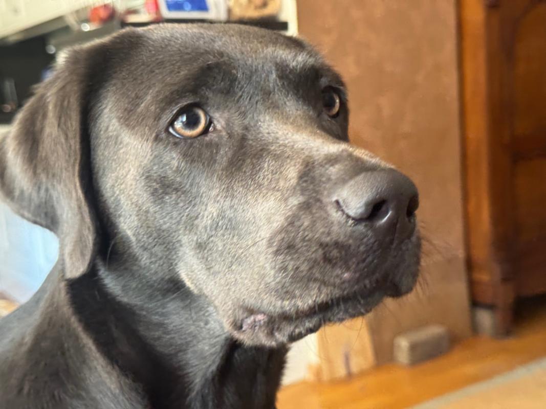 Senna