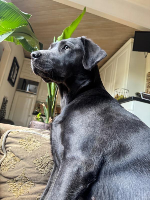 Senna