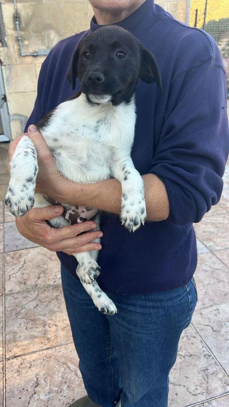 Jasmin
