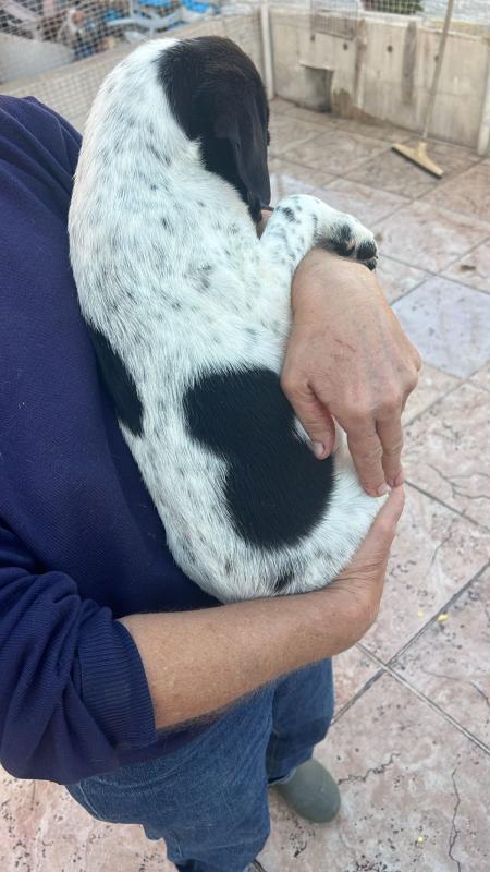 Jasmin
