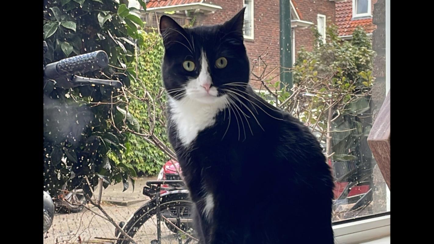 Joep