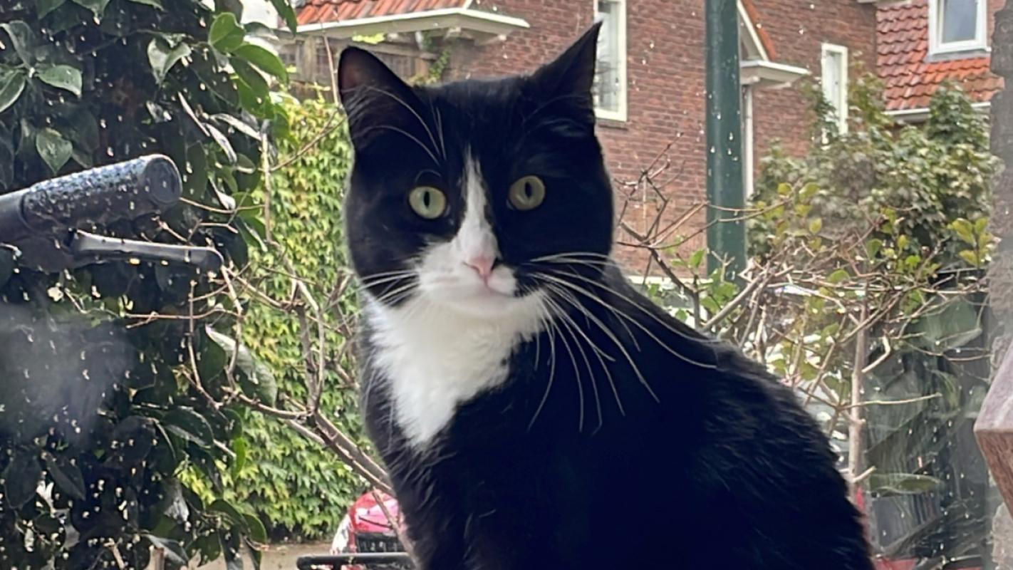 Joep